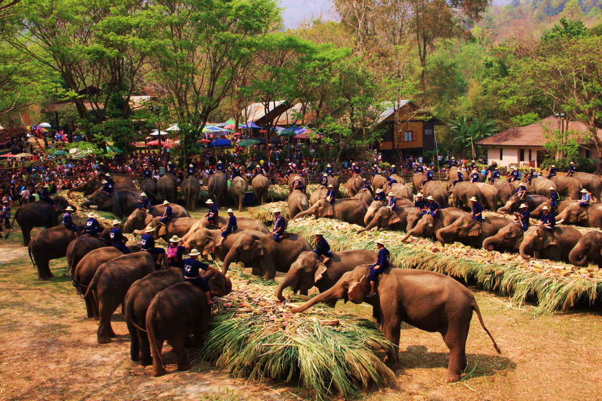 elephant-feast.jpg